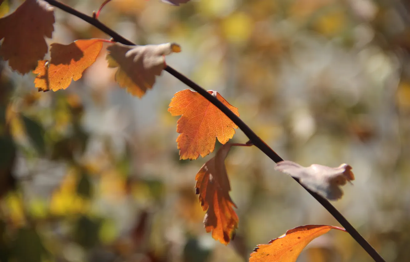 Фото обои осень, листья, солнце, ветки, красный листок