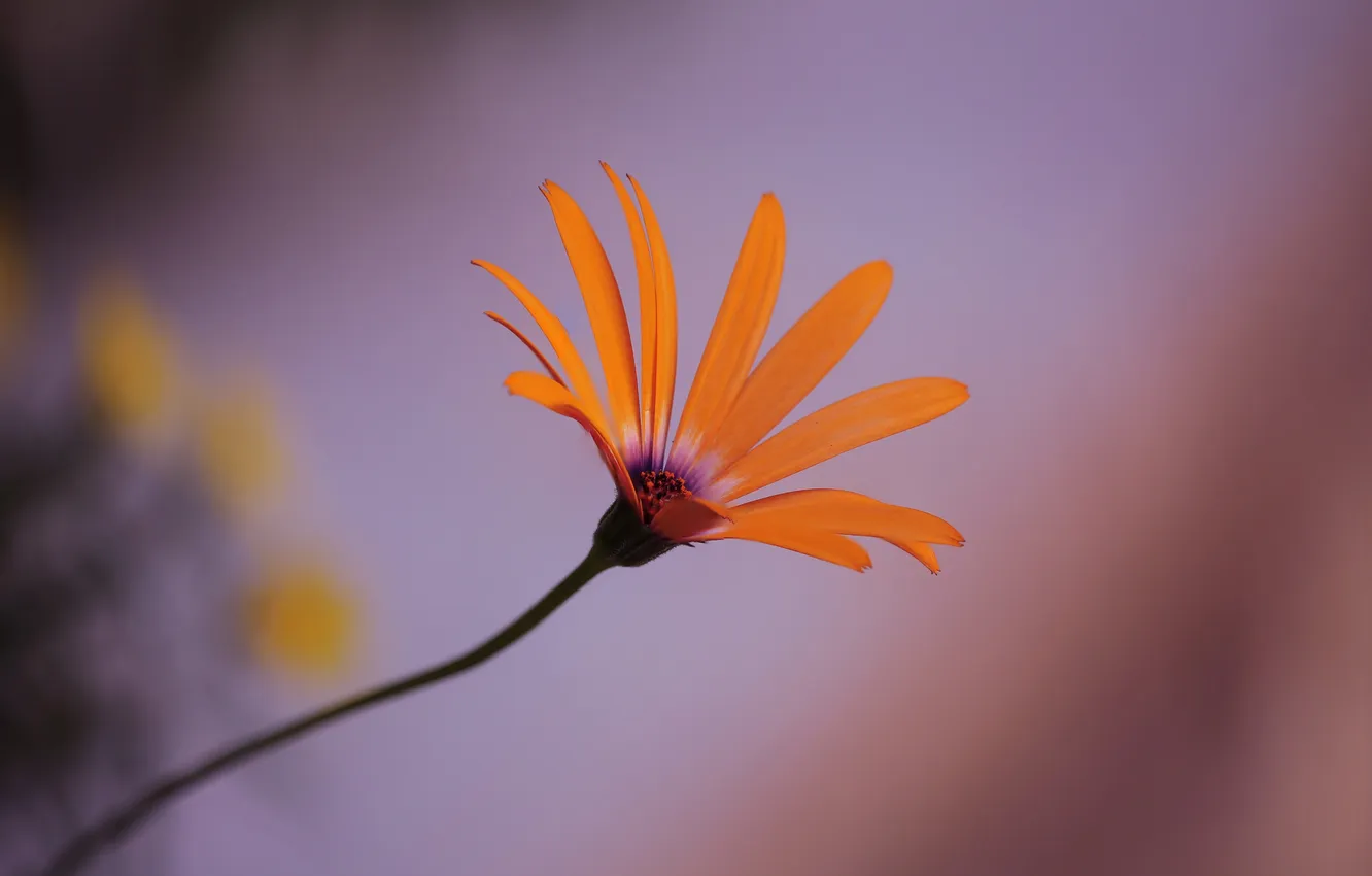 Фото обои макро, природа, лепестки, стебель