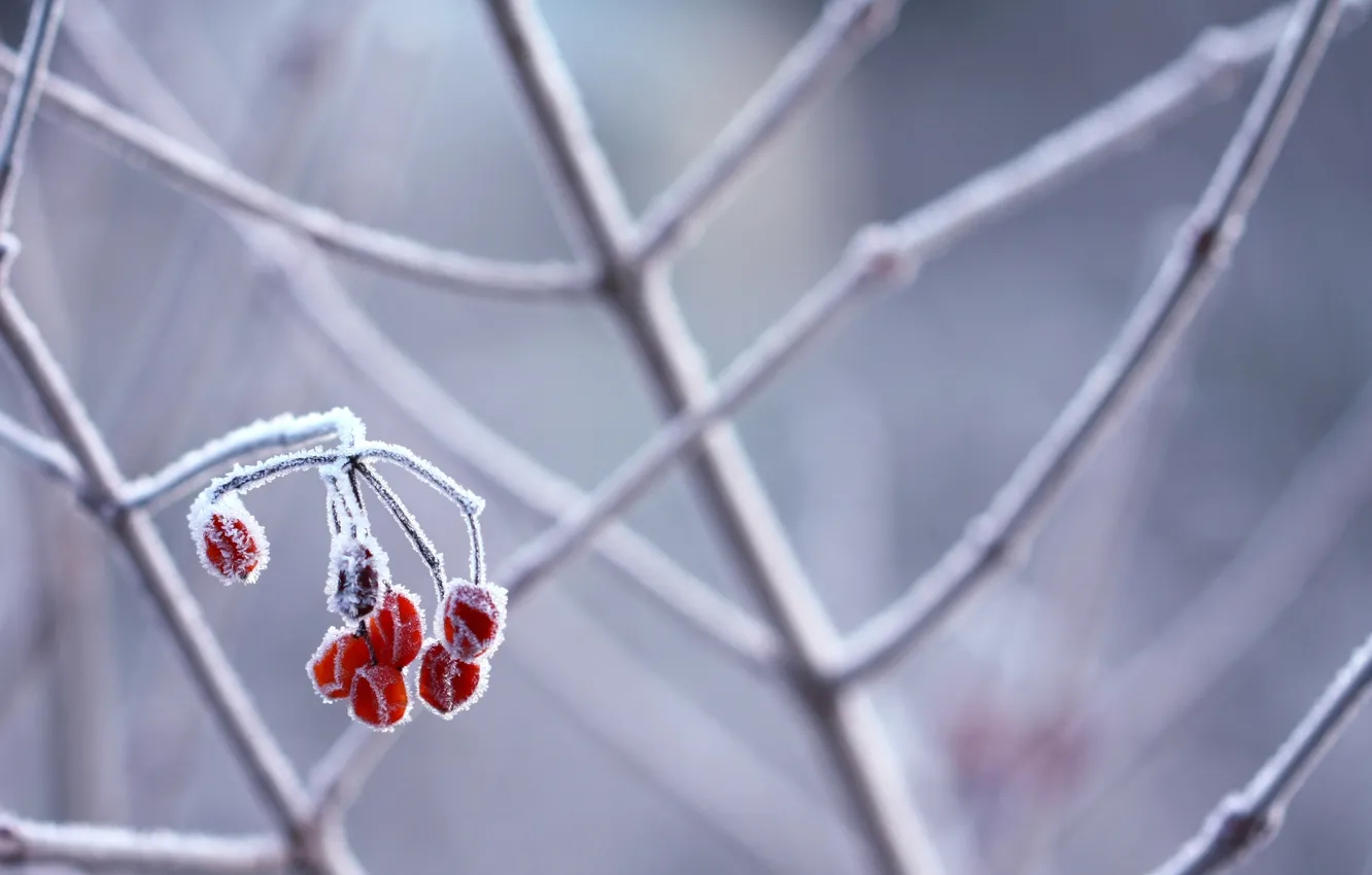 Фото обои иней, снег, ветки, мороз, ягода