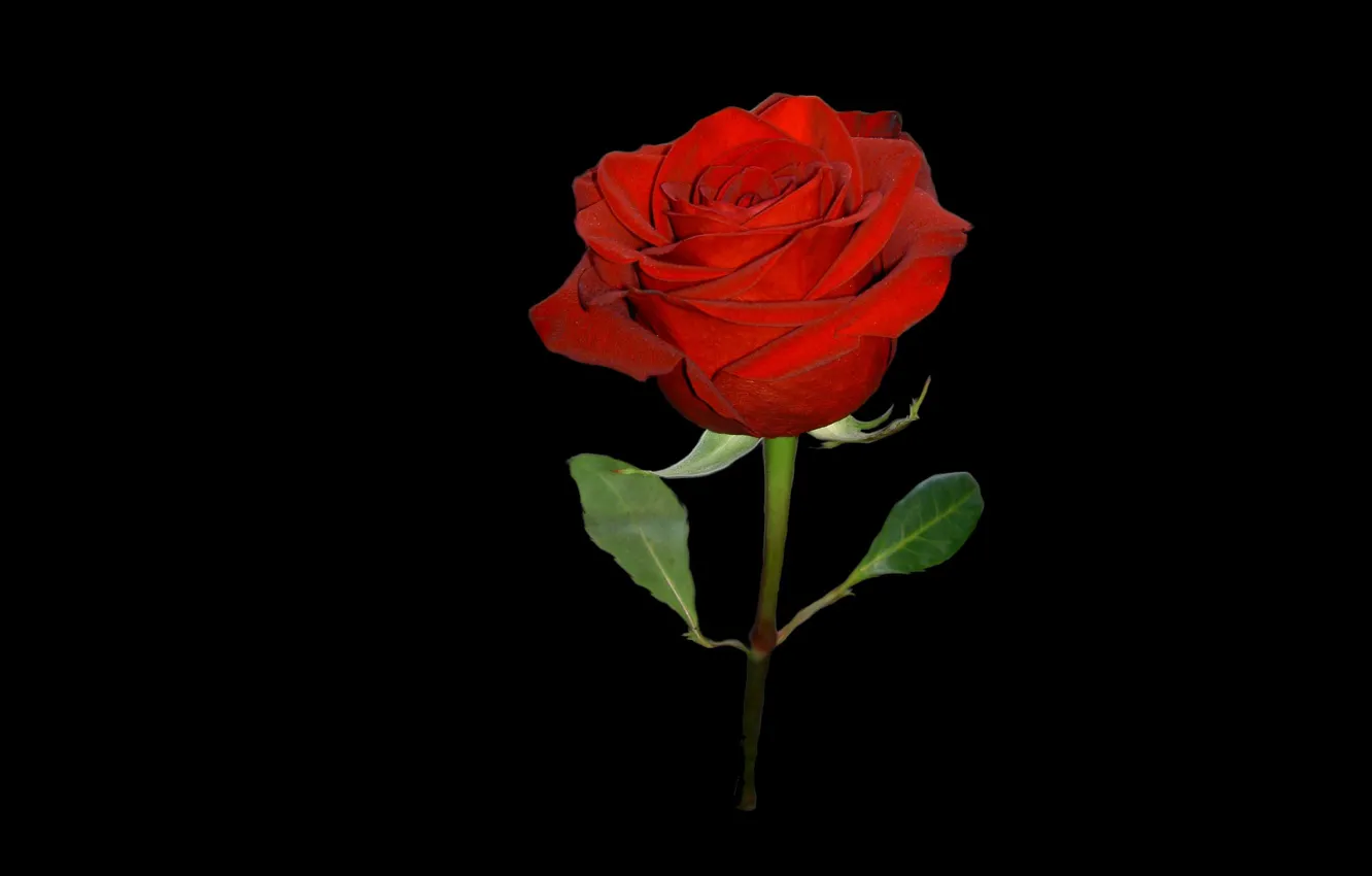 Фото обои цветок, роза, чёрный фон