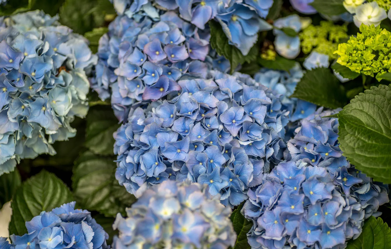 Фото обои лето, цветы, голубой, куст, цветение, Гортензия