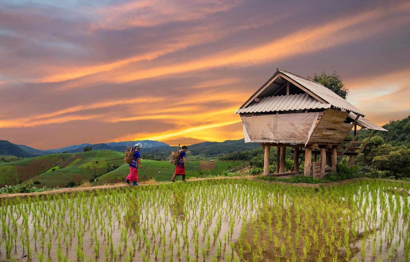 Фото обои Дом, Люди, Рис, Таиланд, Холмы, Thailand, Женщины, Chiang Mai