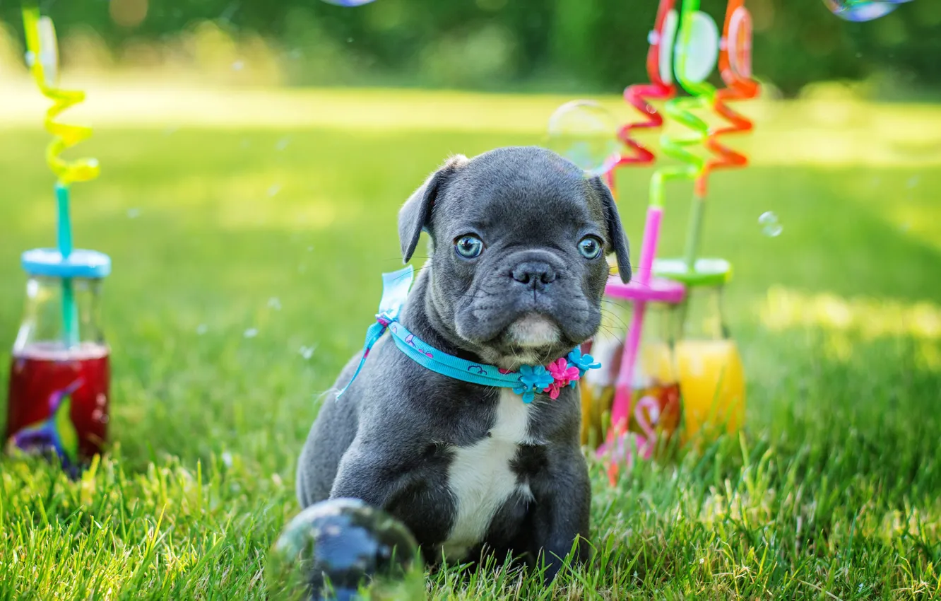 Фото обои зелень, лето, трава, взгляд, серый, поляна, игрушка, собака