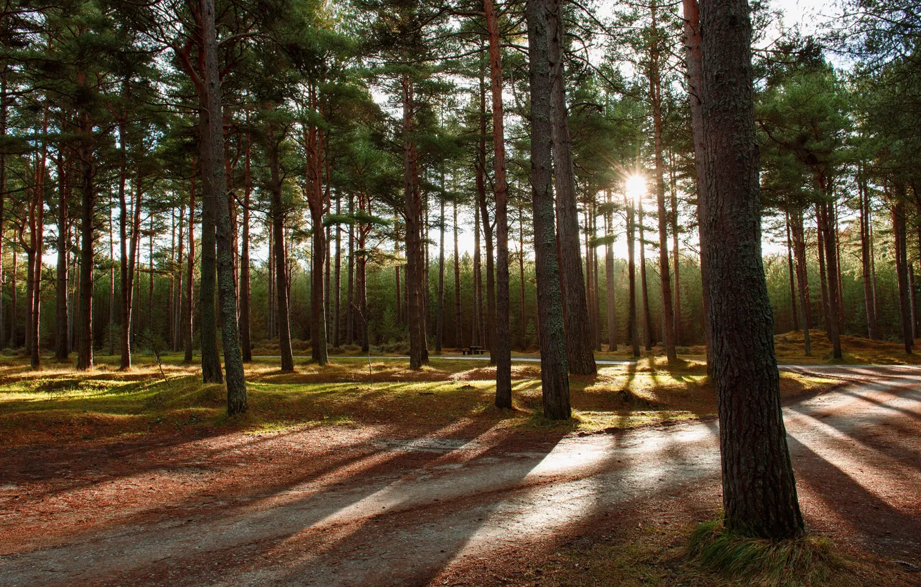 Фото обои лес, солнце, свет, парк, сосны, сосновый бор