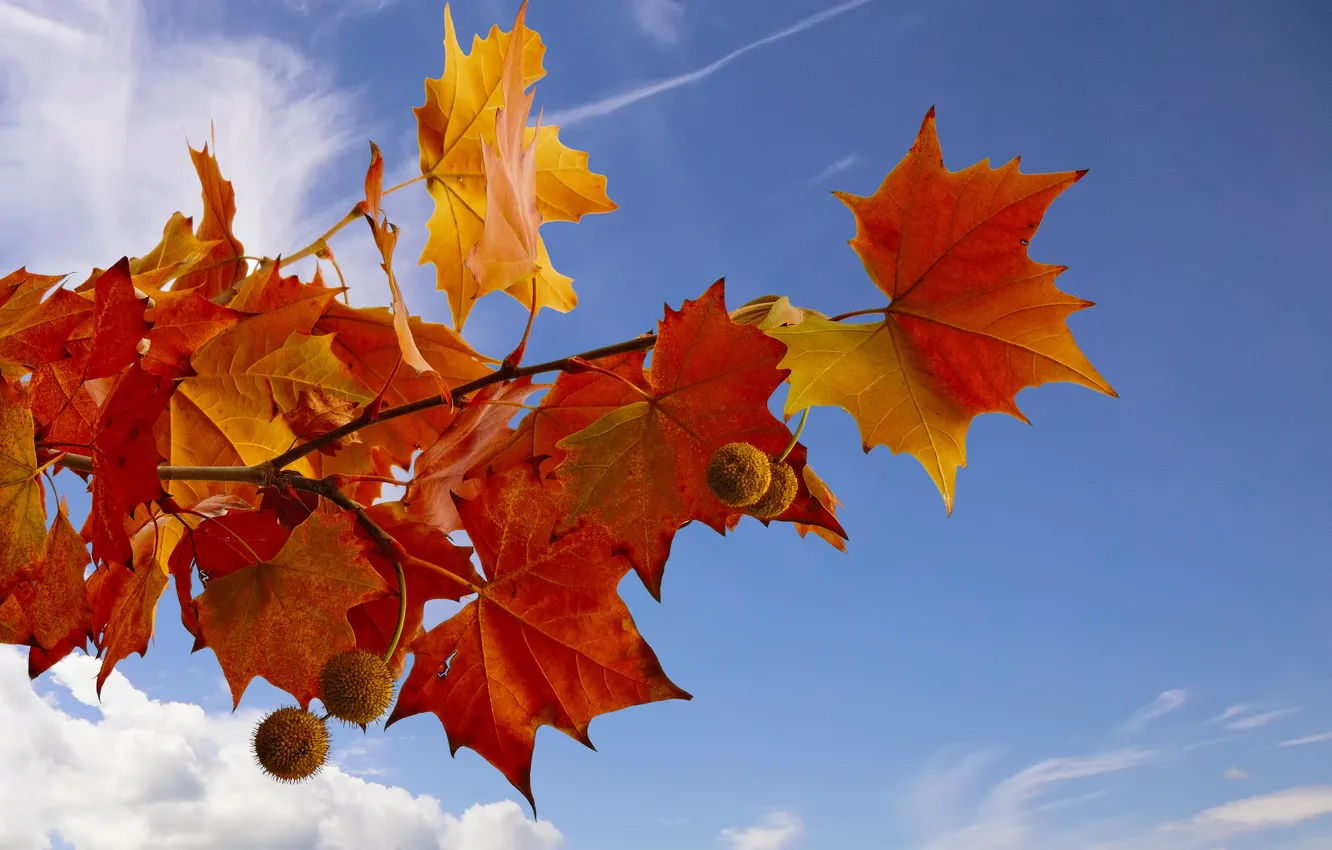 Фото обои sky, autumn, leaves, tree