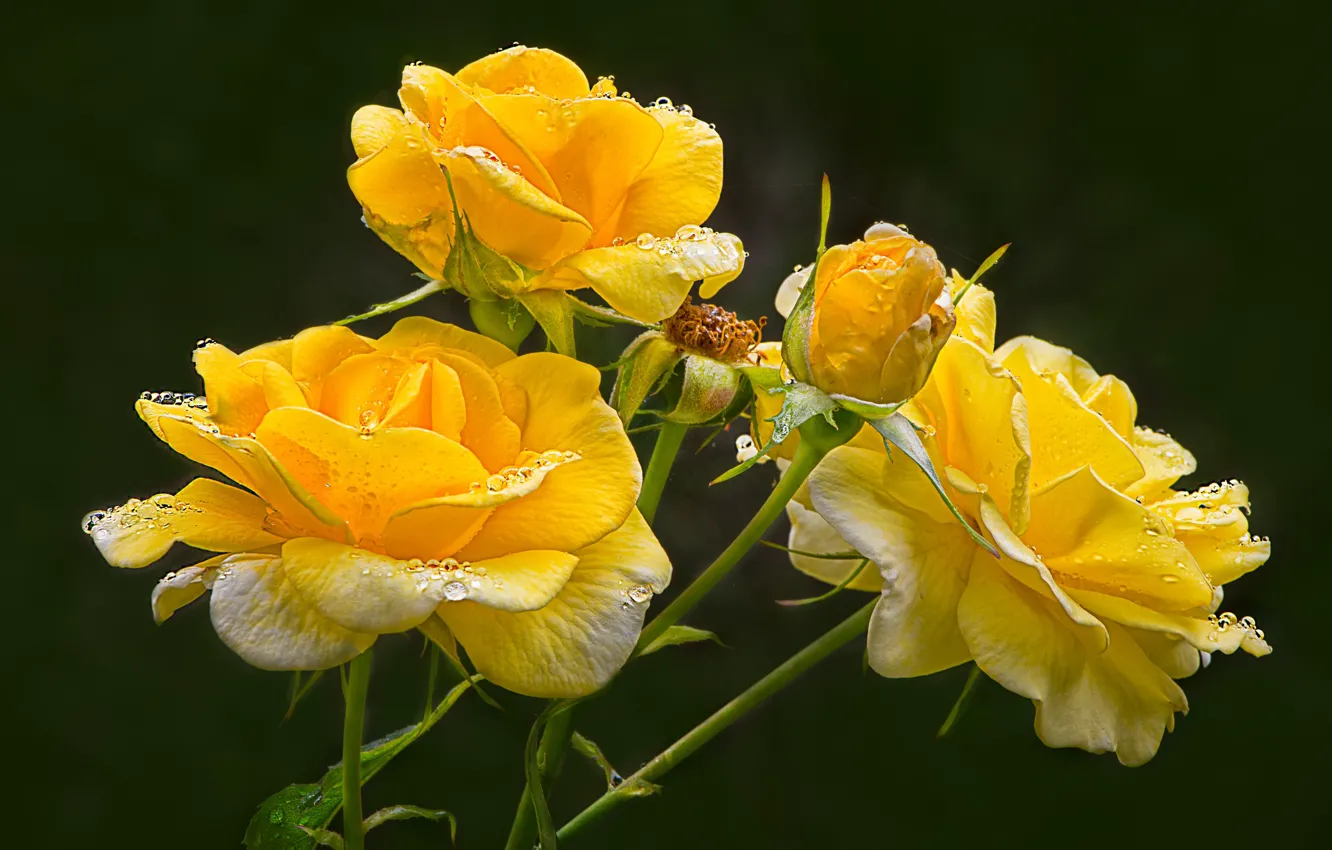 Фото обои цветы, фон, чёрный фон, жёлтые розы