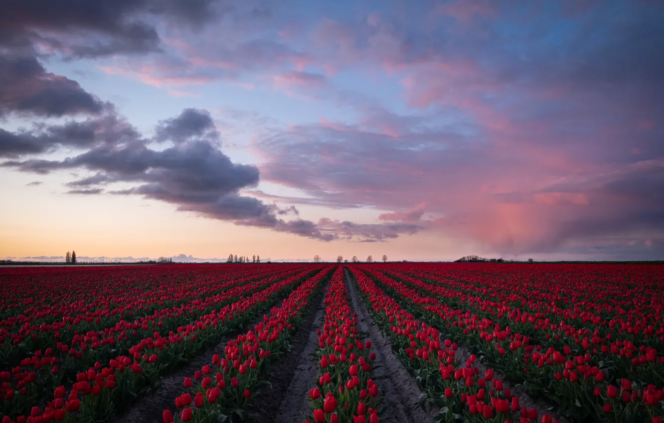 Фото обои поле, небо, облака, закат, цветы, весна, вечер, горизонт