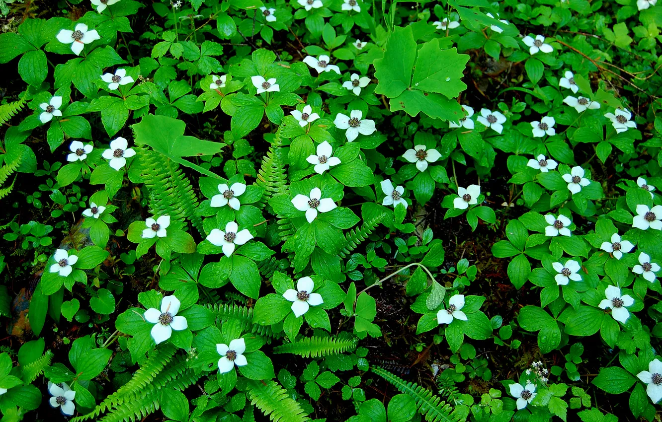 Фото обои листья, цветы, ковер, растение, весна