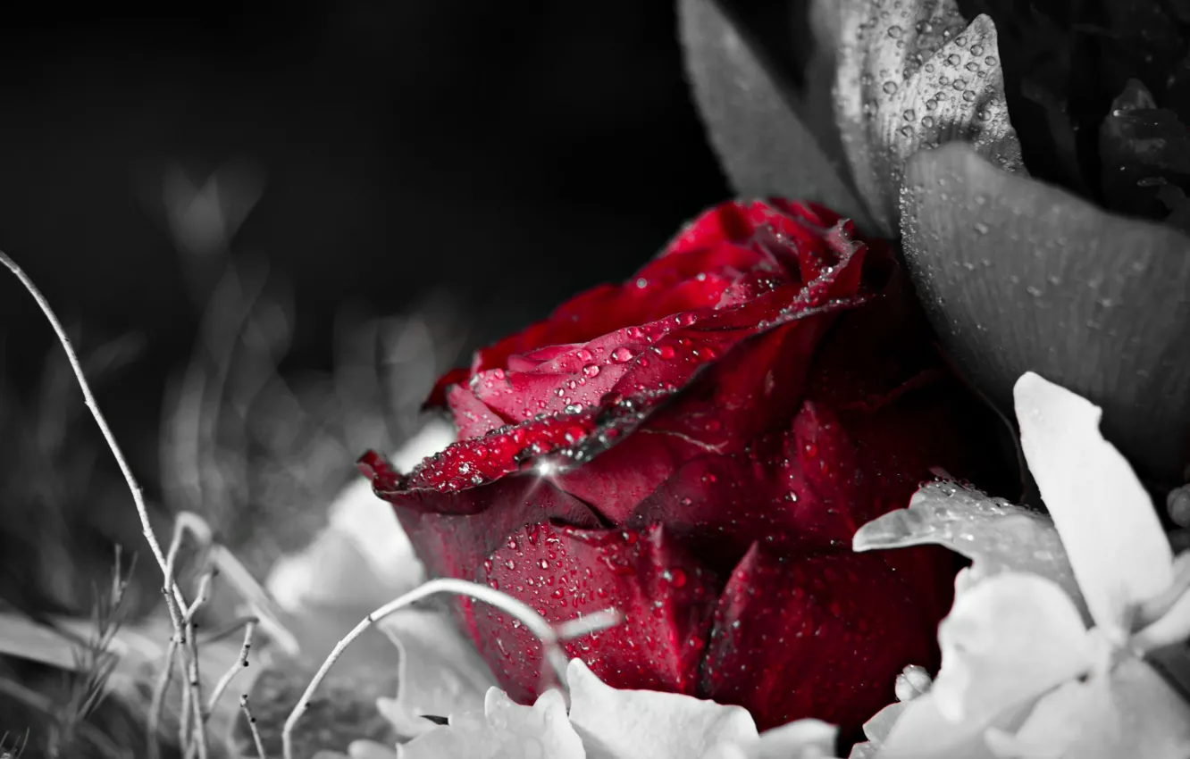 Фото обои вода, цветы, роса, фон, обои, черный, роза, капля