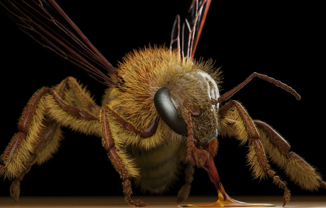 Фото обои оса, арт, Eric Keller, Apis mellifera (honey bee)