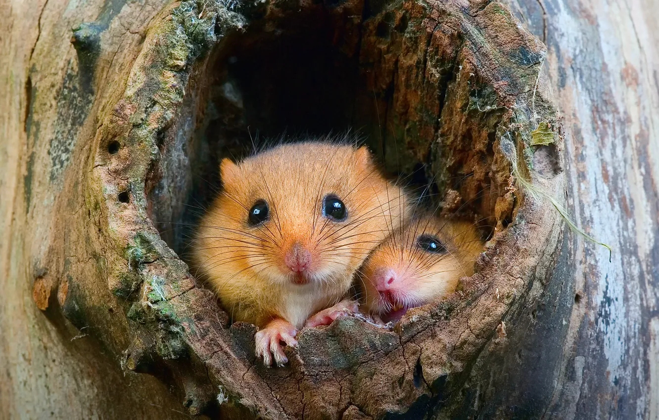 Фото обои дерево, крысы, мыши, дупло, хомячки