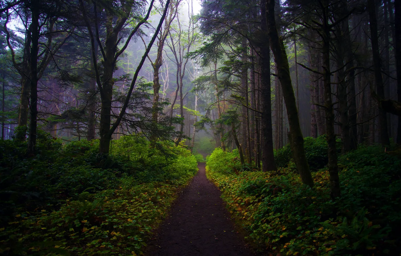 Фото обои зелень, лес, листья, свет, деревья, ветки, туман, стволы