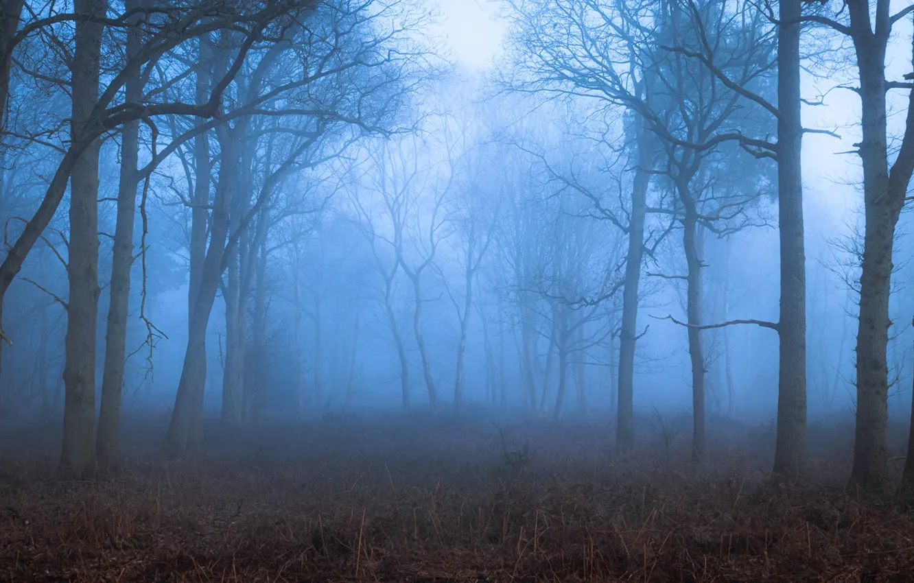 Фото обои лес, деревья, природа, туман, Великобритания, United Kingdom, Toby Cunningham