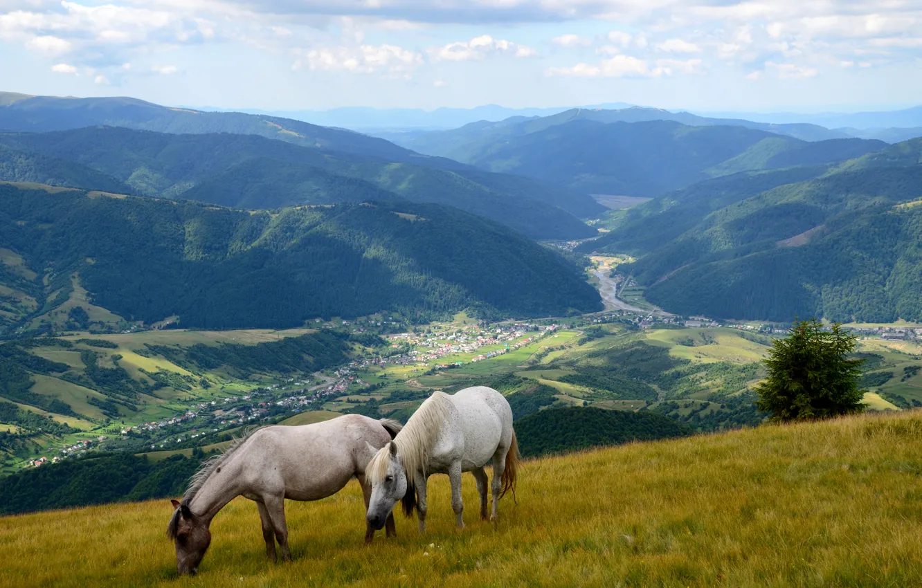 Фото обои трава, горы, поля, долина, склон, лошади, луг, панорама
