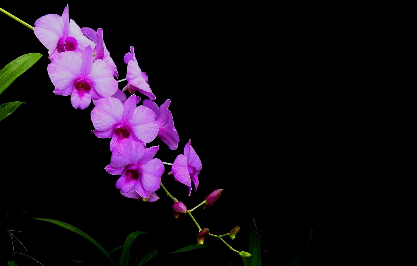 Фото обои фон, лепестки, орхидея, соцветие