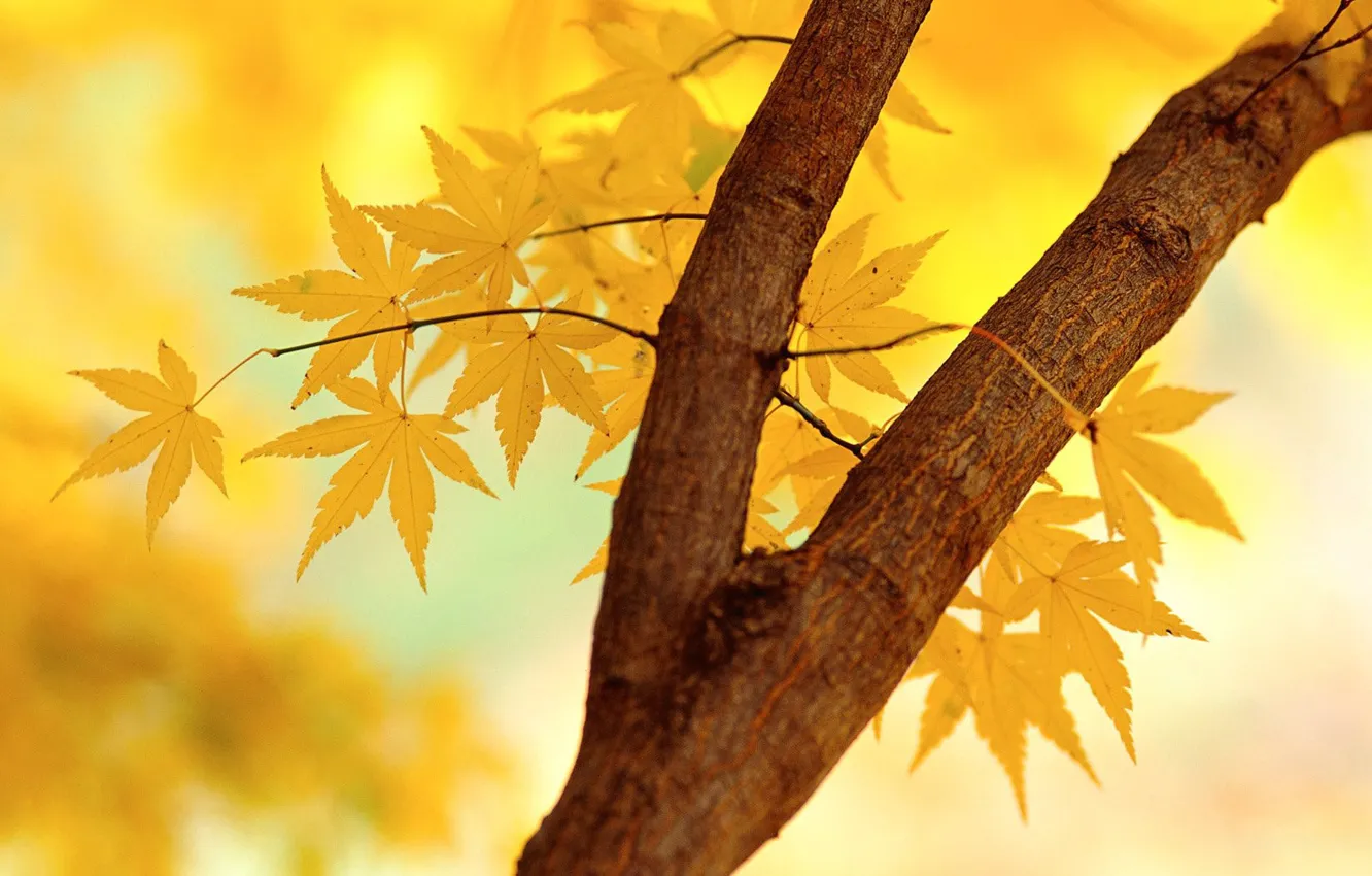 Фото обои Осень, Листья, Ветка