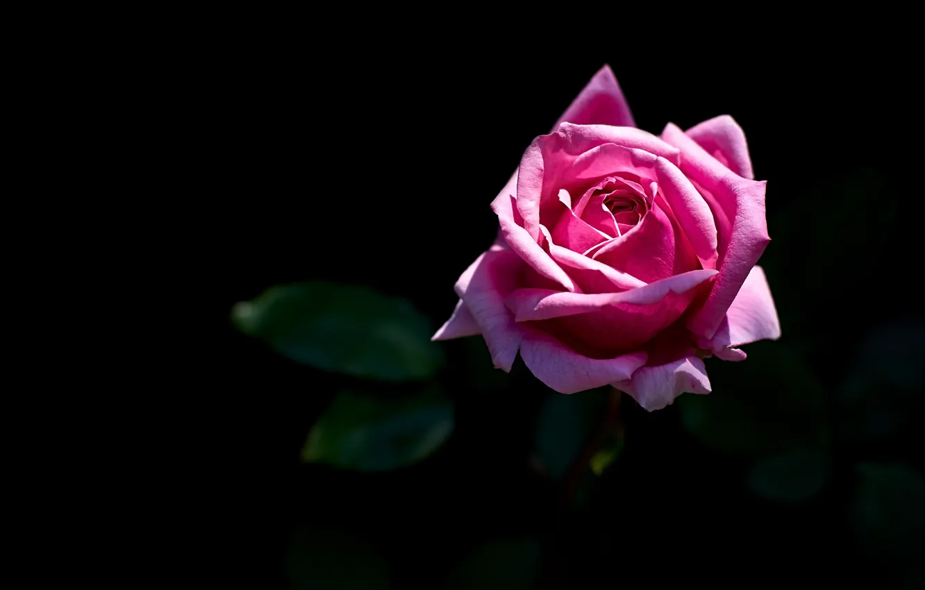 Фото обои розовая, роза, черный фон