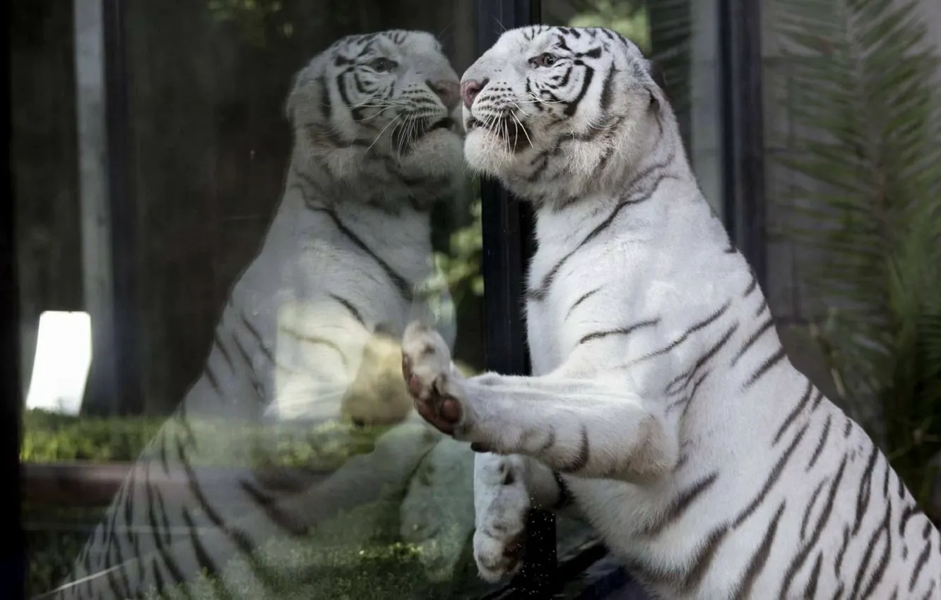 Фото обои взгляд, стекло, тигр, отражение