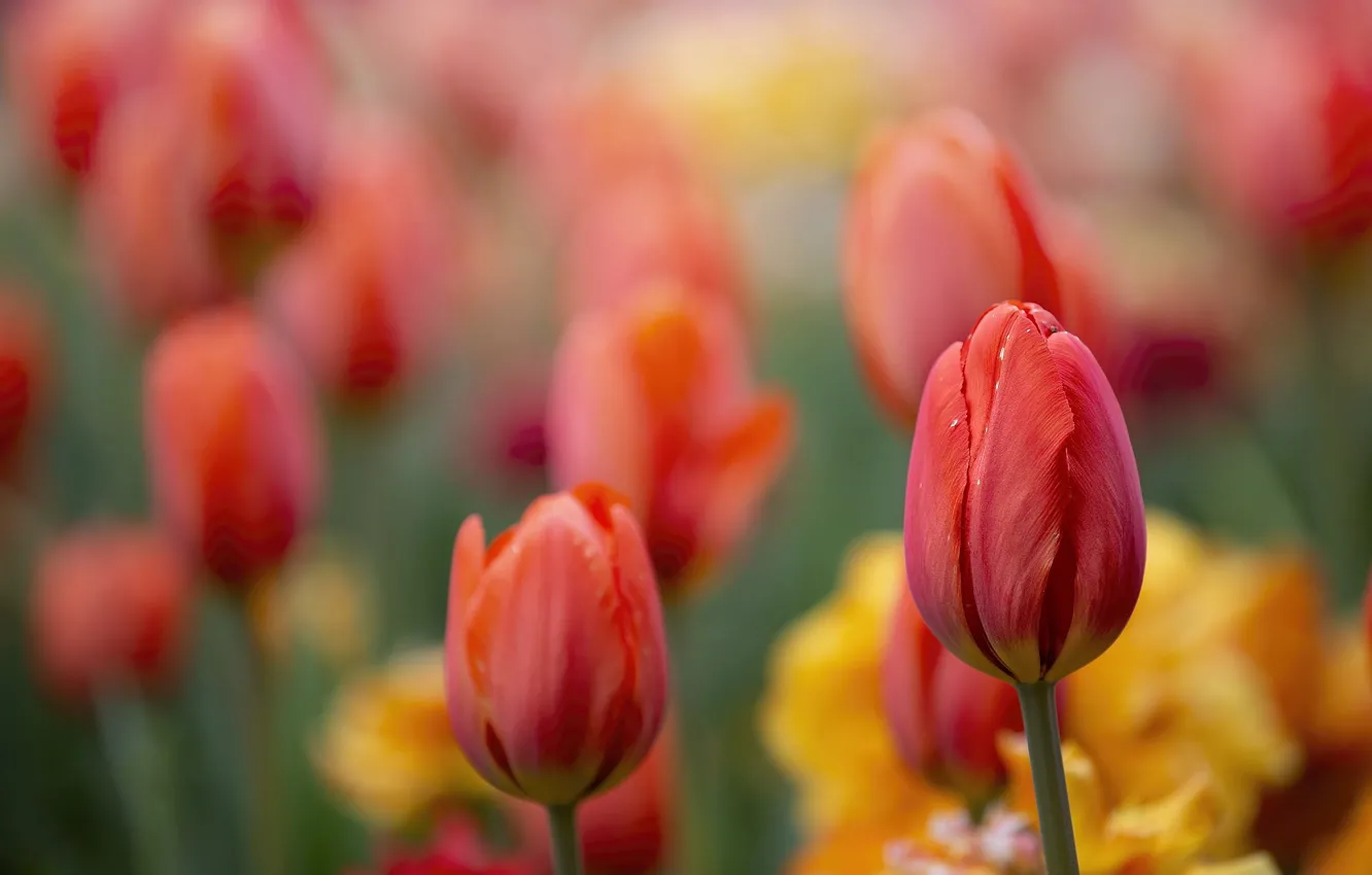 Фото обои макро, цветы, фон, фокус, весна, тюльпаны