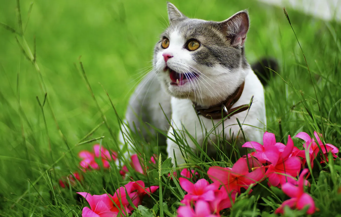 Фото обои зелень, кошка, трава, кот, цветы, природа, котенок, серый