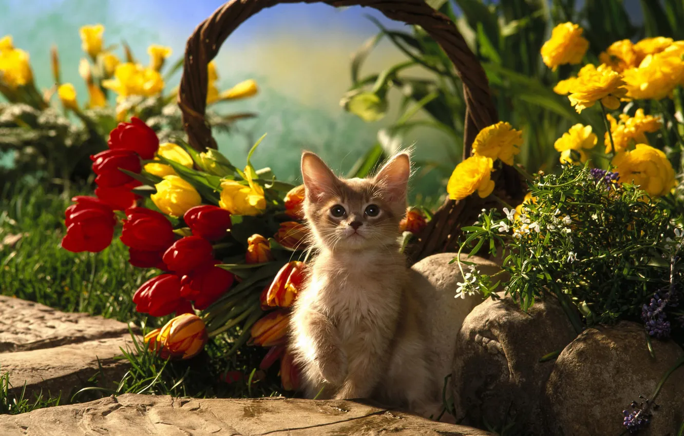 Фото обои кошка, кот, цветы, котенок, корзина, тюльпаны, cat