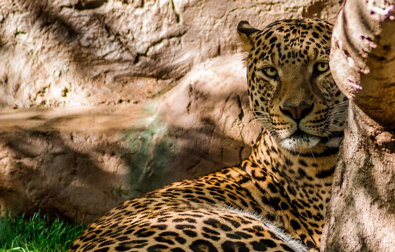 Фото обои камни, хищник, леопард