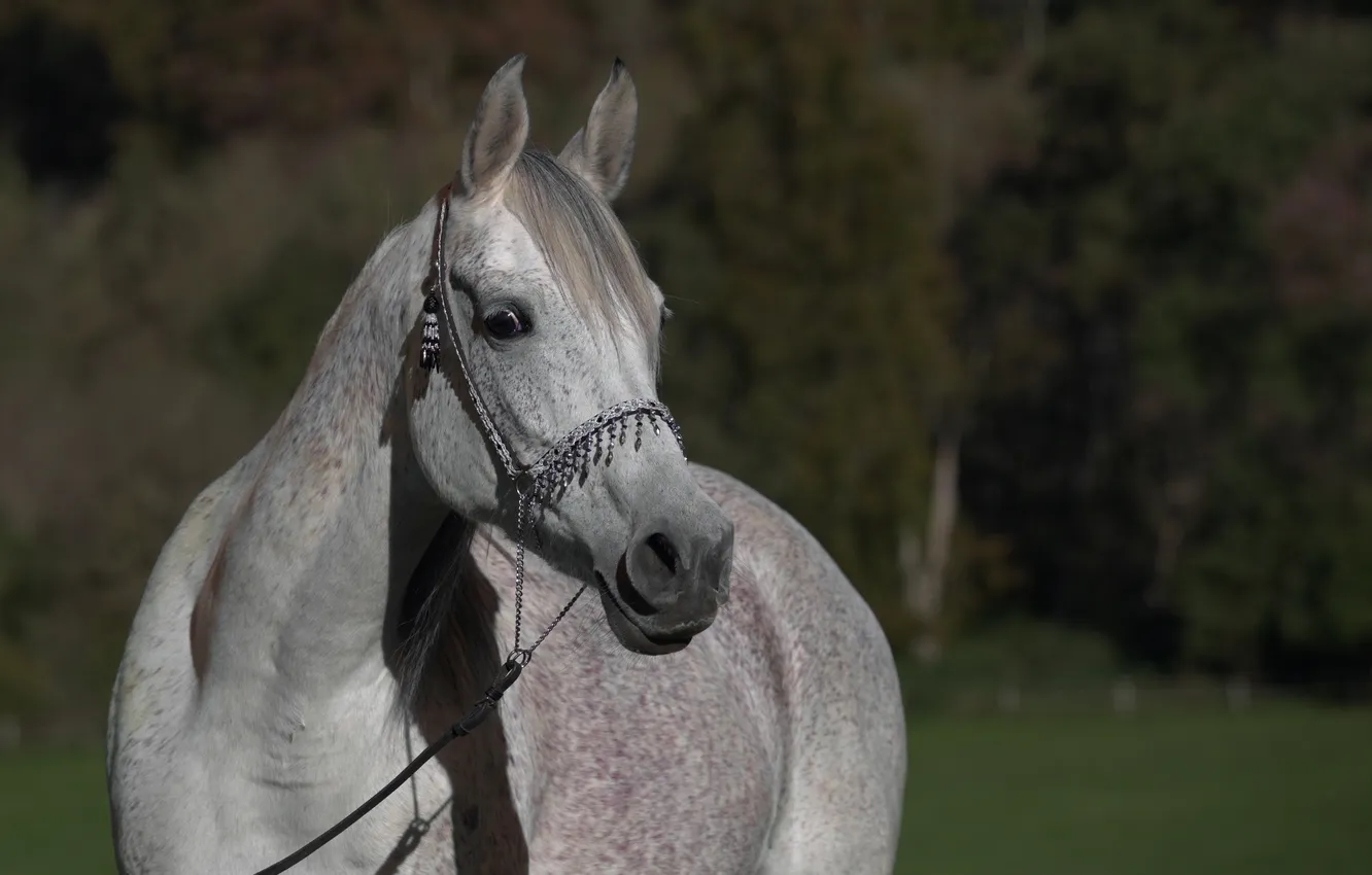 Фото обои морда, серый, конь, лошадь, чёлка, (с) OliverSeitz