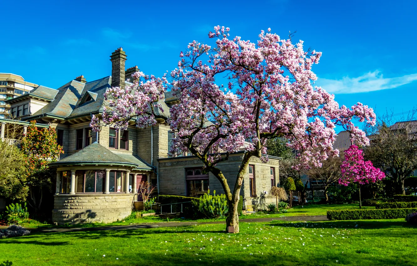 Фото обои сакура, Canada, особняк, цветущее дерево, Houses, Flowering