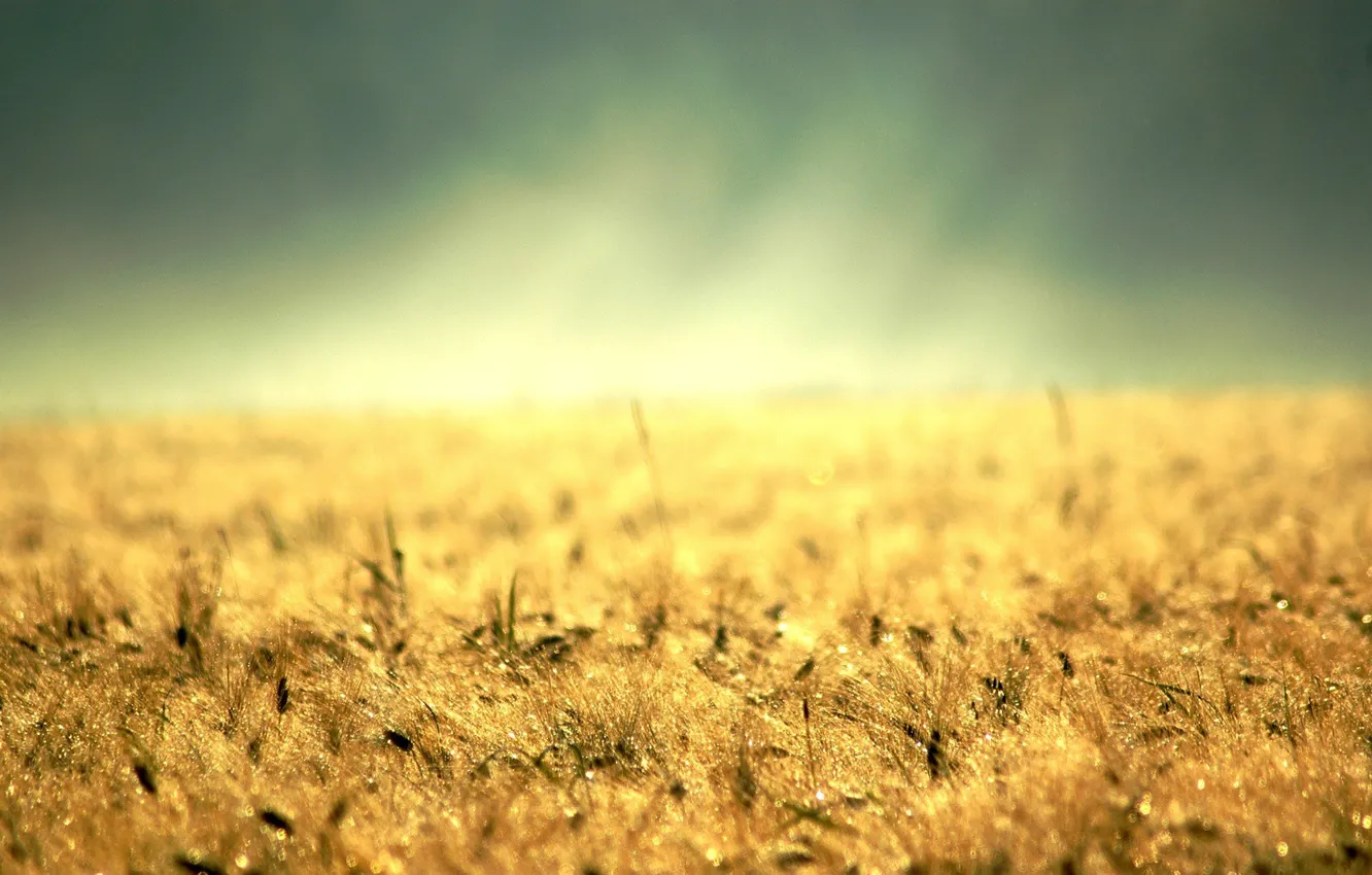 Фото обои желтая трава, колосс, золото, десктоп, земля