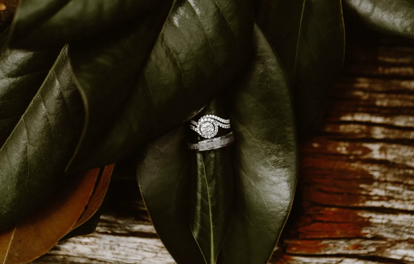Фото обои листья, камни, кольца, свадьба, помолвка