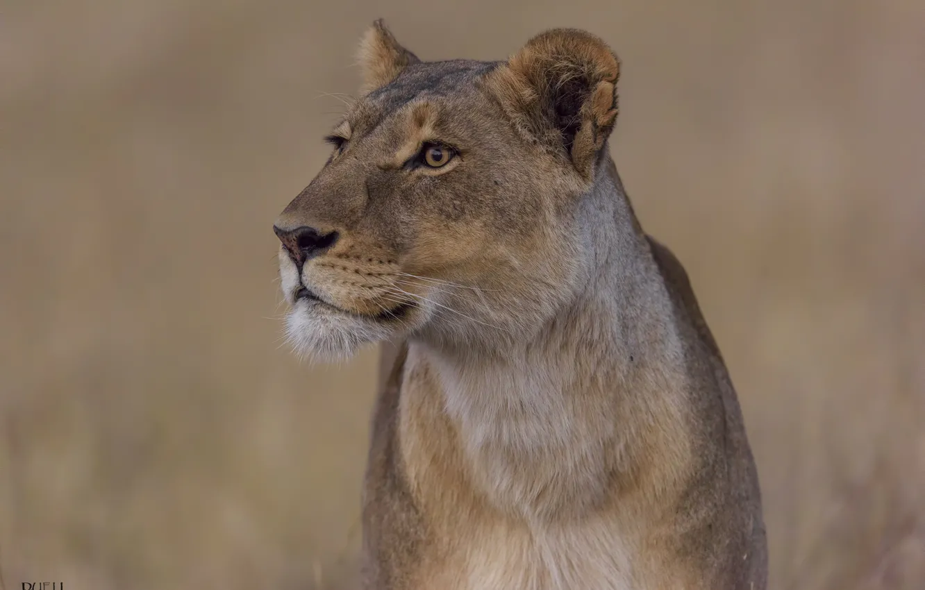 Фото обои природа, фон, львица, DUELL ©
