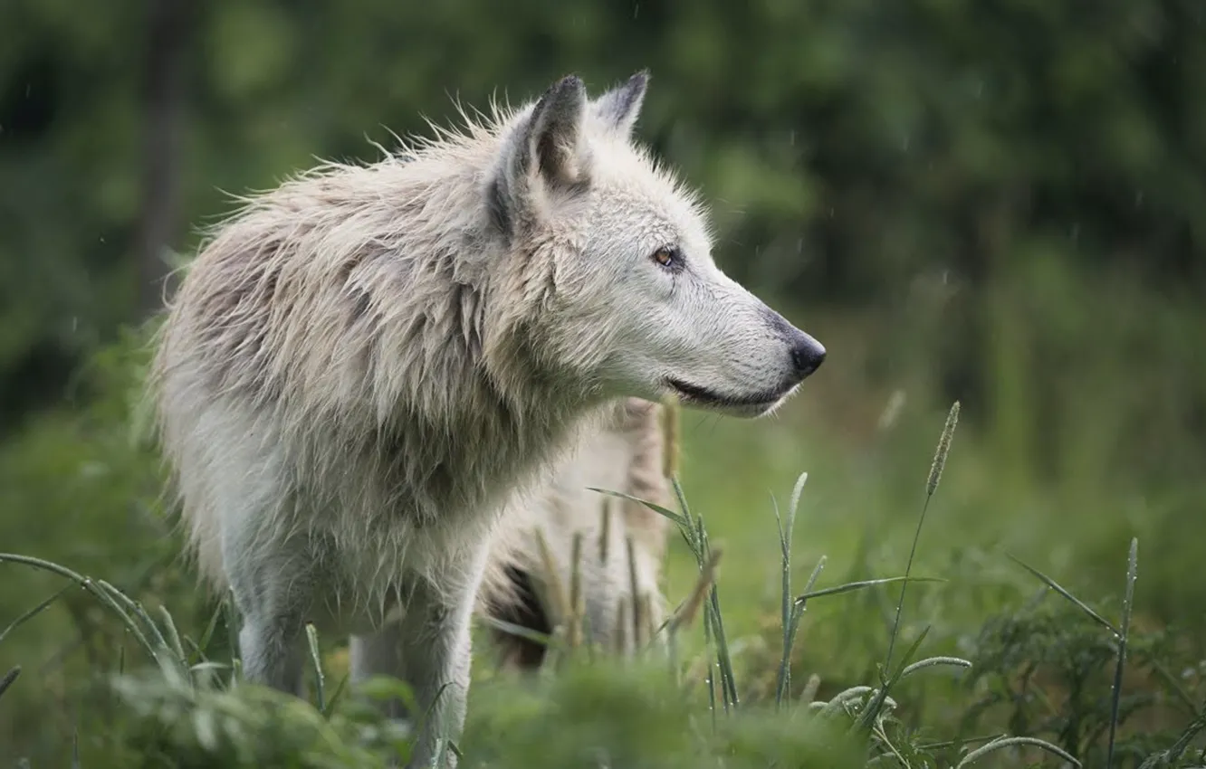 Фото обои Predator, nature, animal, wolf, wildlife, portrait, portrait., Canis lupus. face