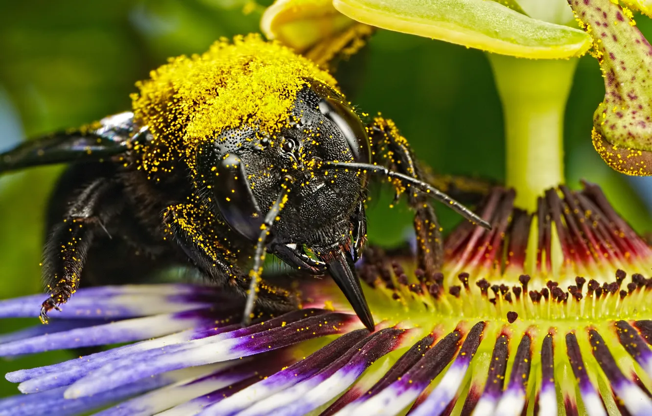 Фото обои цветок, пчела, пыльца