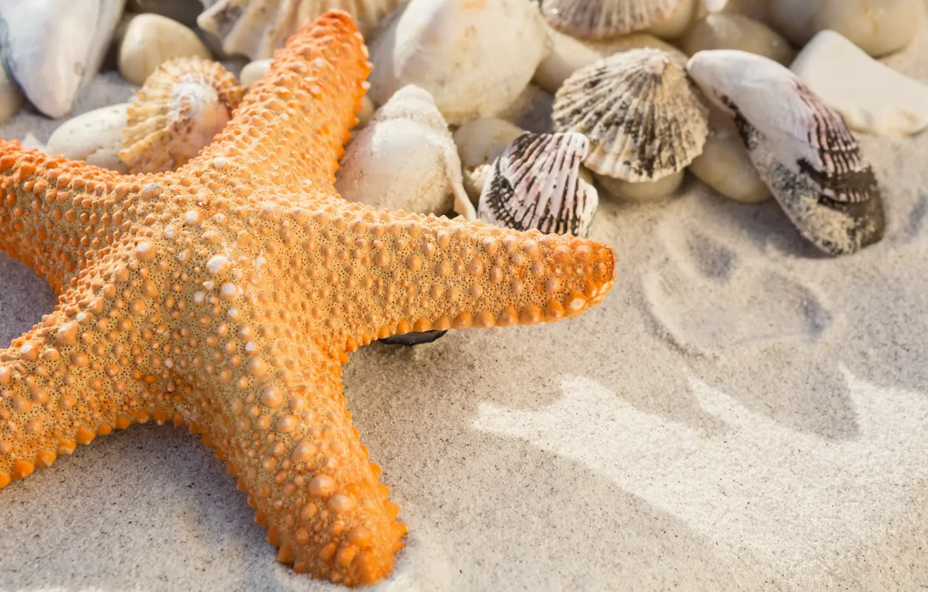 Фото обои песок, пляж, лето, звезда, ракушки, summer, beach, sea