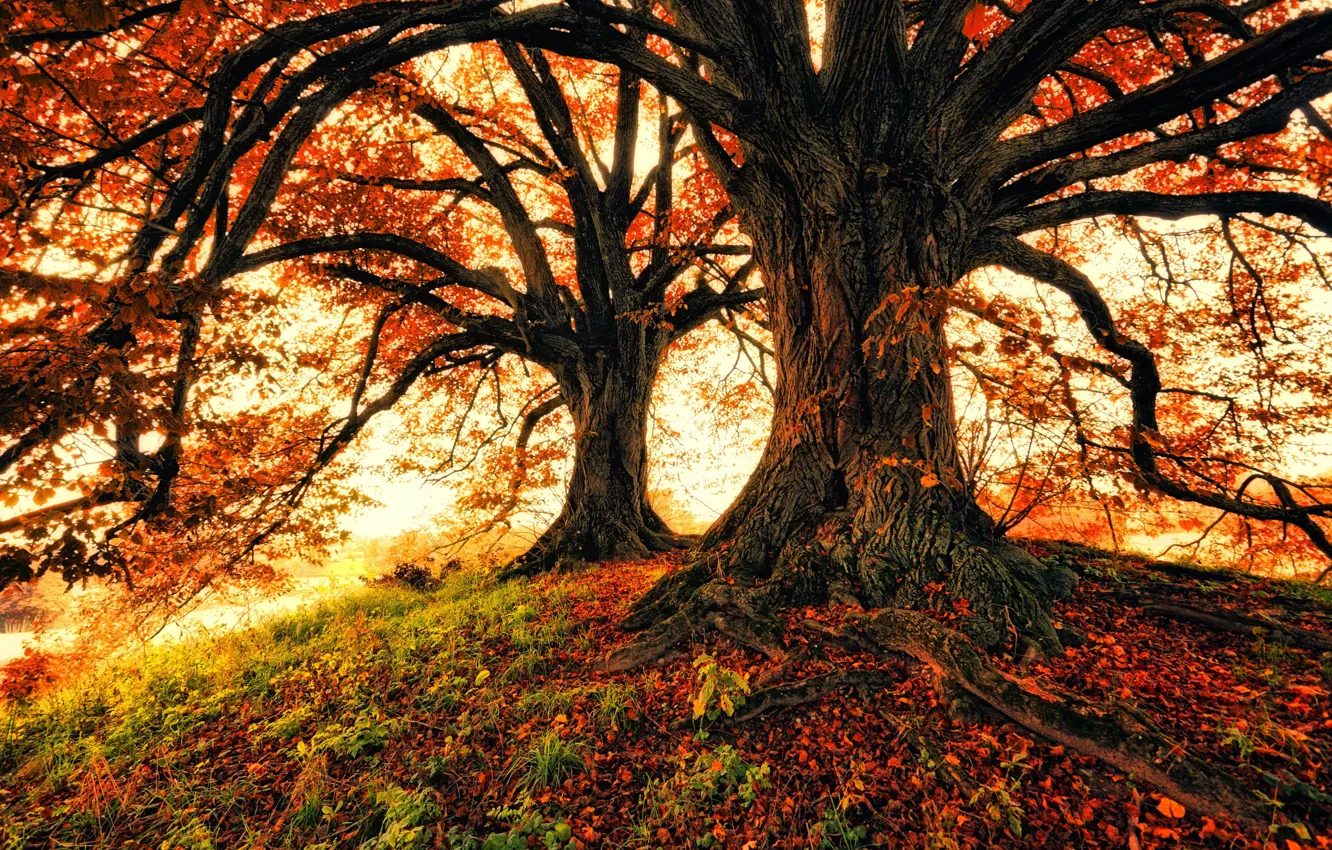 Фото обои осень, деревья, природа, листва