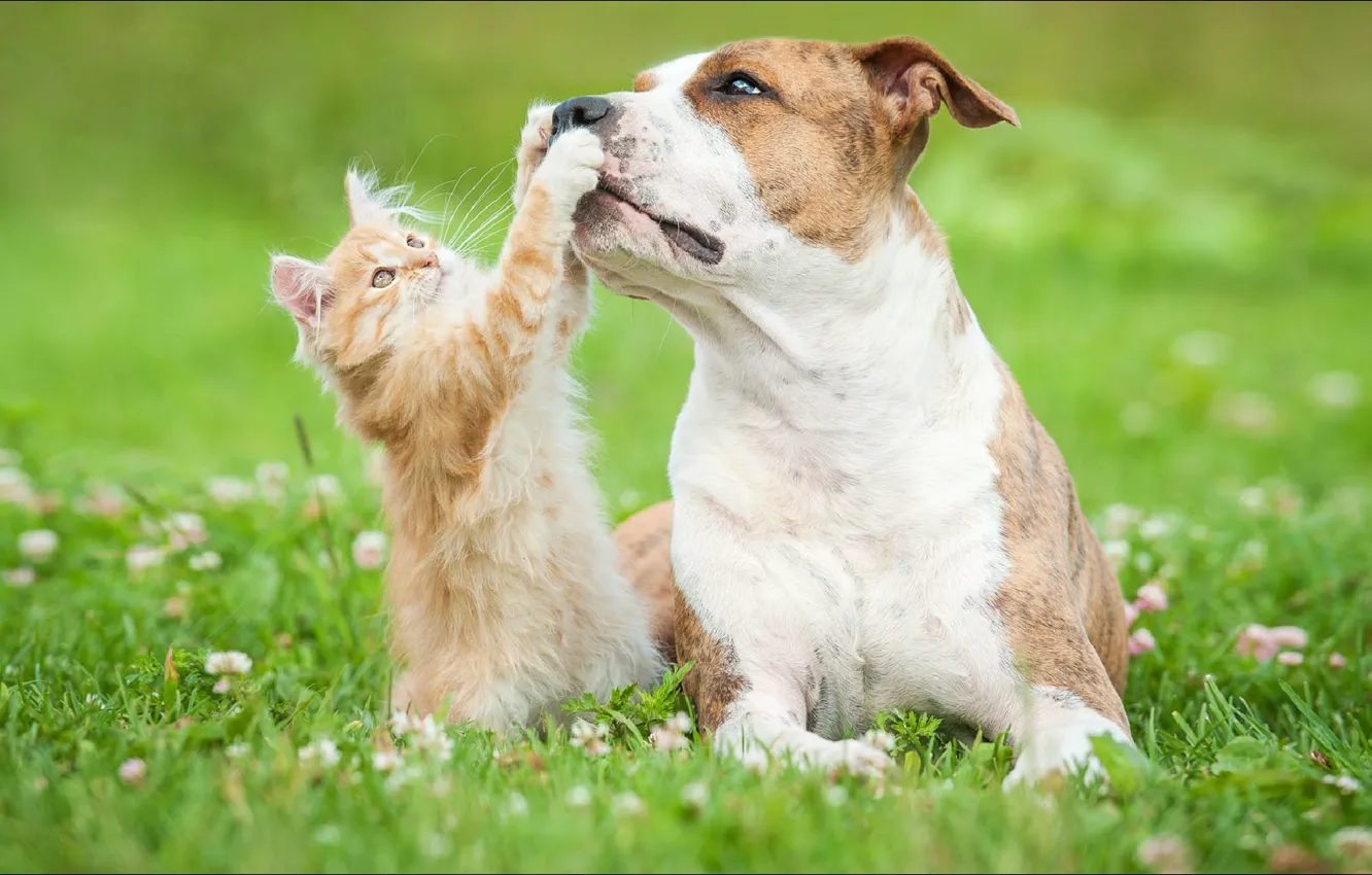 Фото обои game, cat, dog, two, animal, friendship