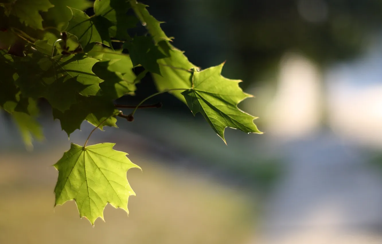 Фото обои листья, свет, природа, размытость, клен, боке