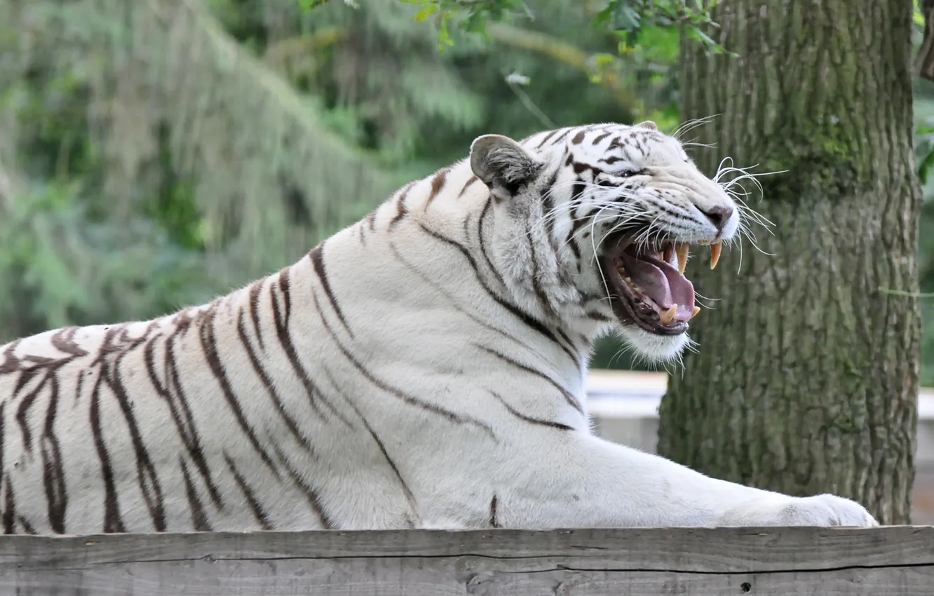 Фото обои кошка, тигр, пасть, клыки, белый тигр