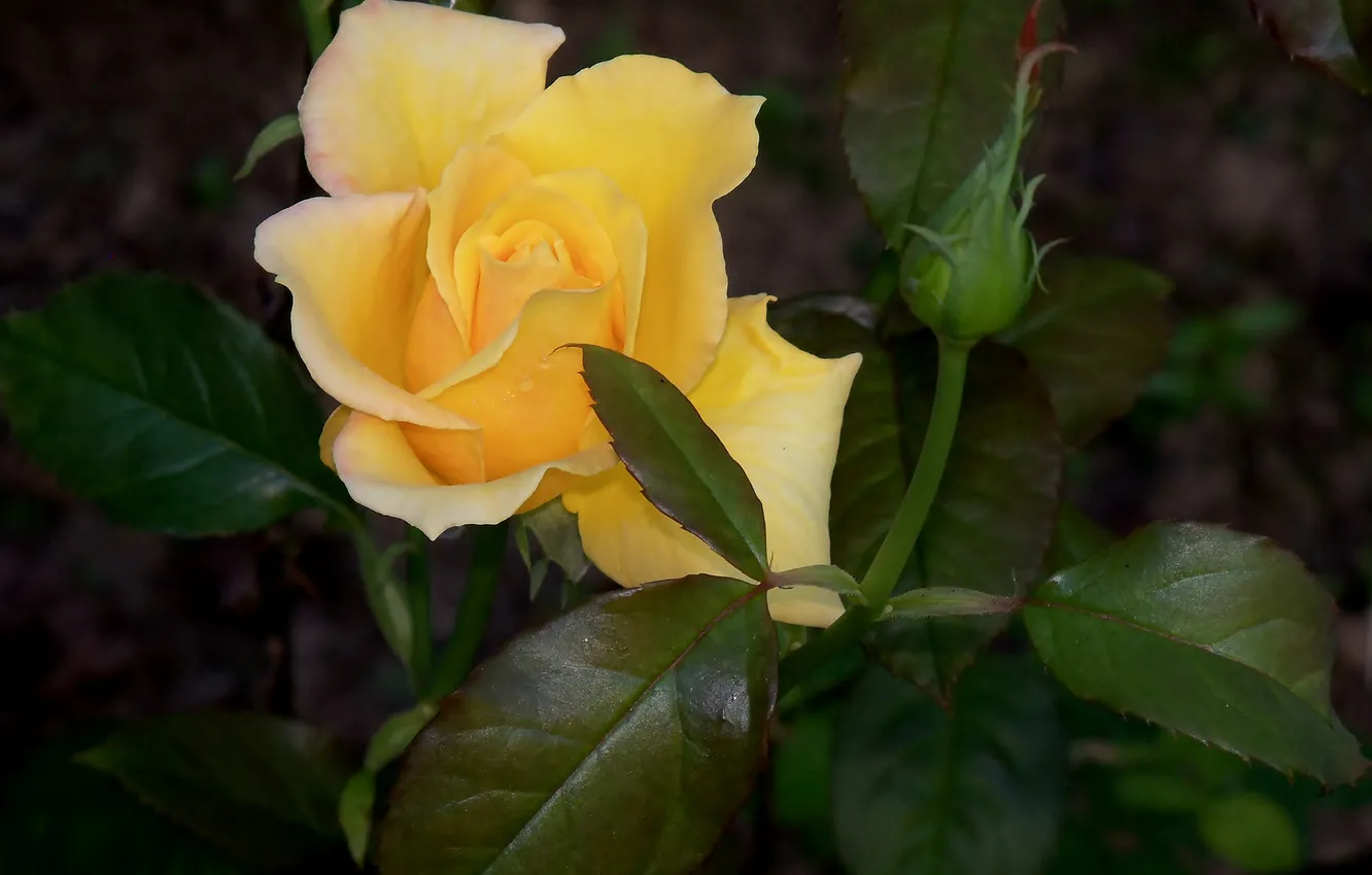 Фото обои листья, бутон, жёлтая роза