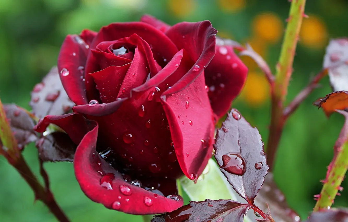 Фото обои капли, роза, размытость, Бордовая