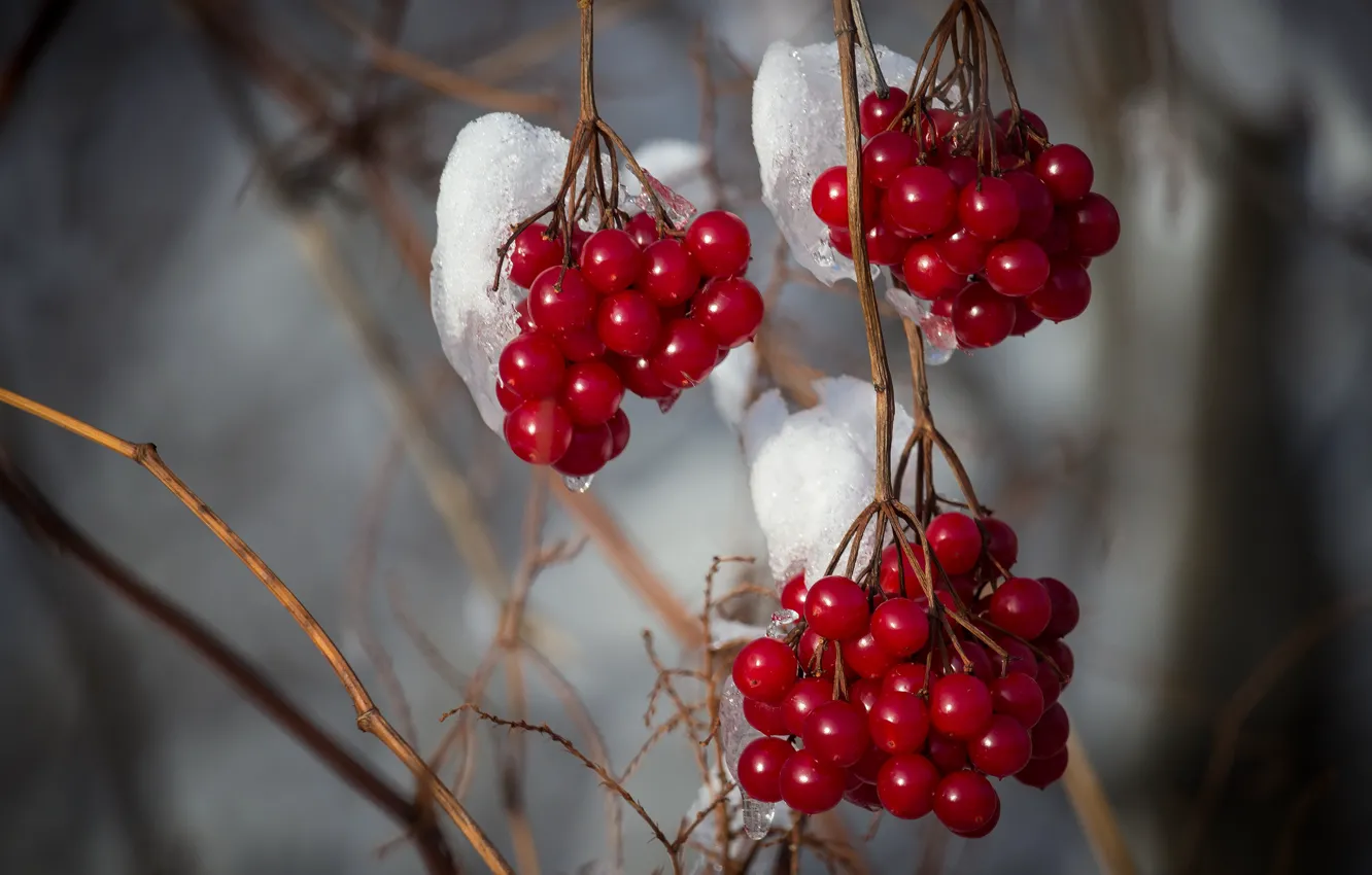 Фото обои зима, снег, ягоды, ветка, плоды, красные, гроздья, калина