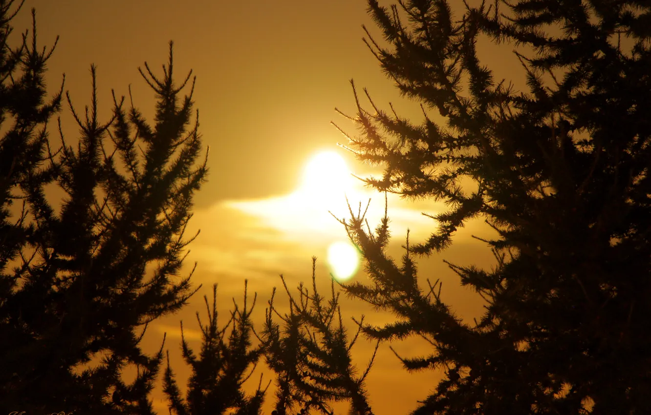 Фото обои свет, деревья, ночь, луна, лиственница