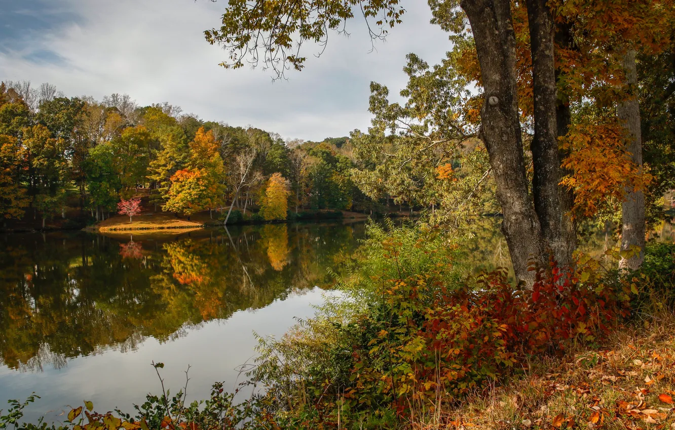 Фото обои осень, лес, листья, деревья, озеро, желтые, США, Virginia
