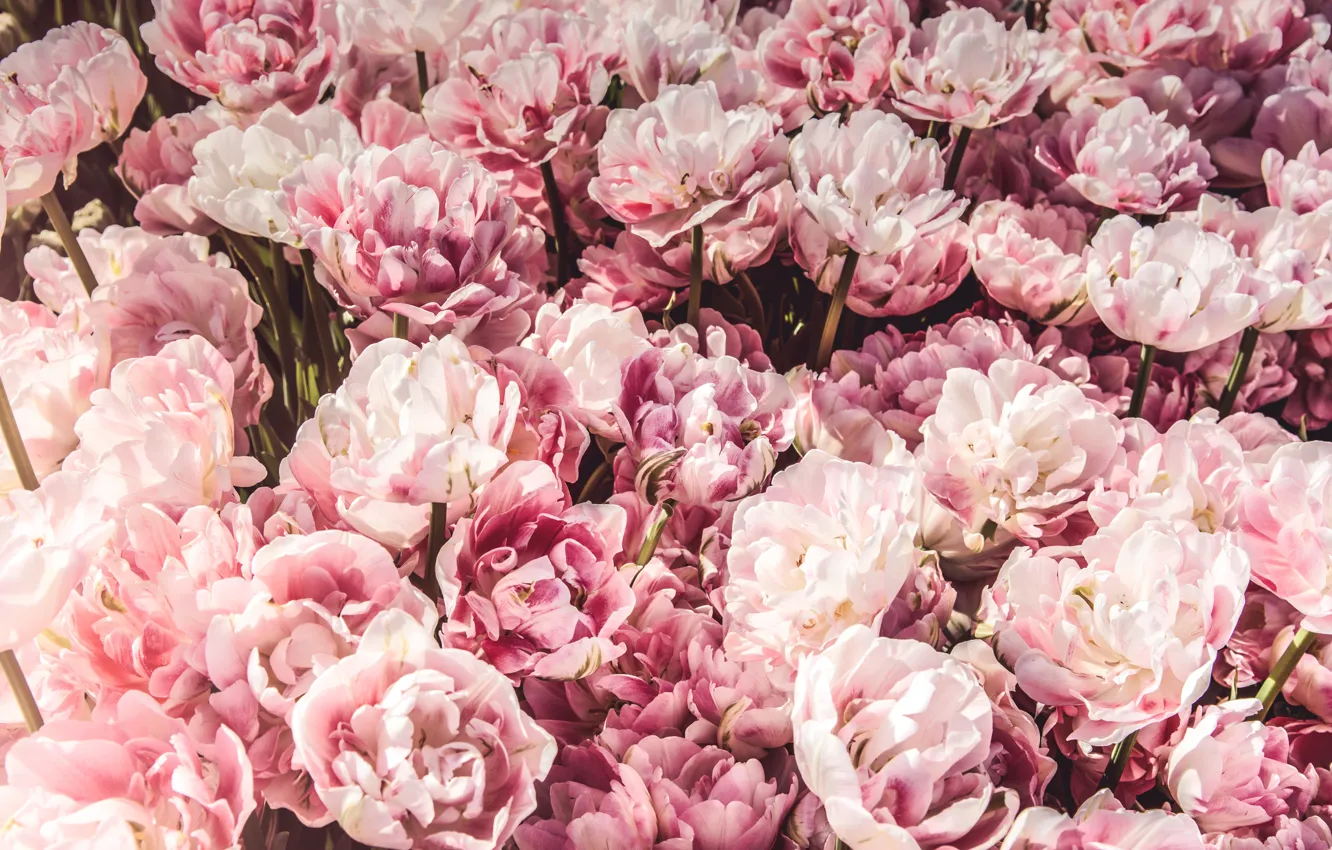 Фото обои цветы, розовые, бутоны, много