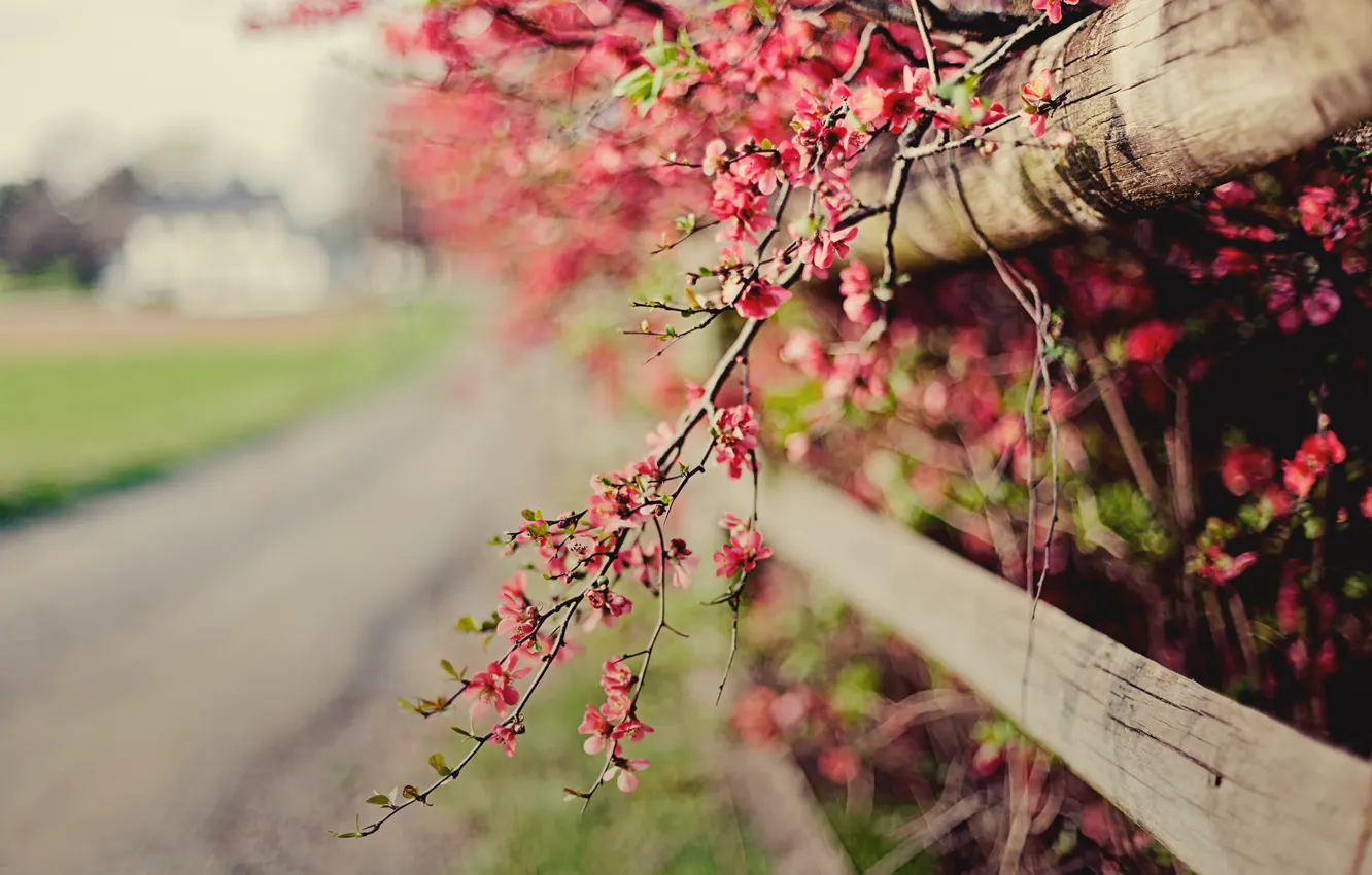 Фото обои цветы, природа, веточка, розовый, забор, фокус, весна, ограда