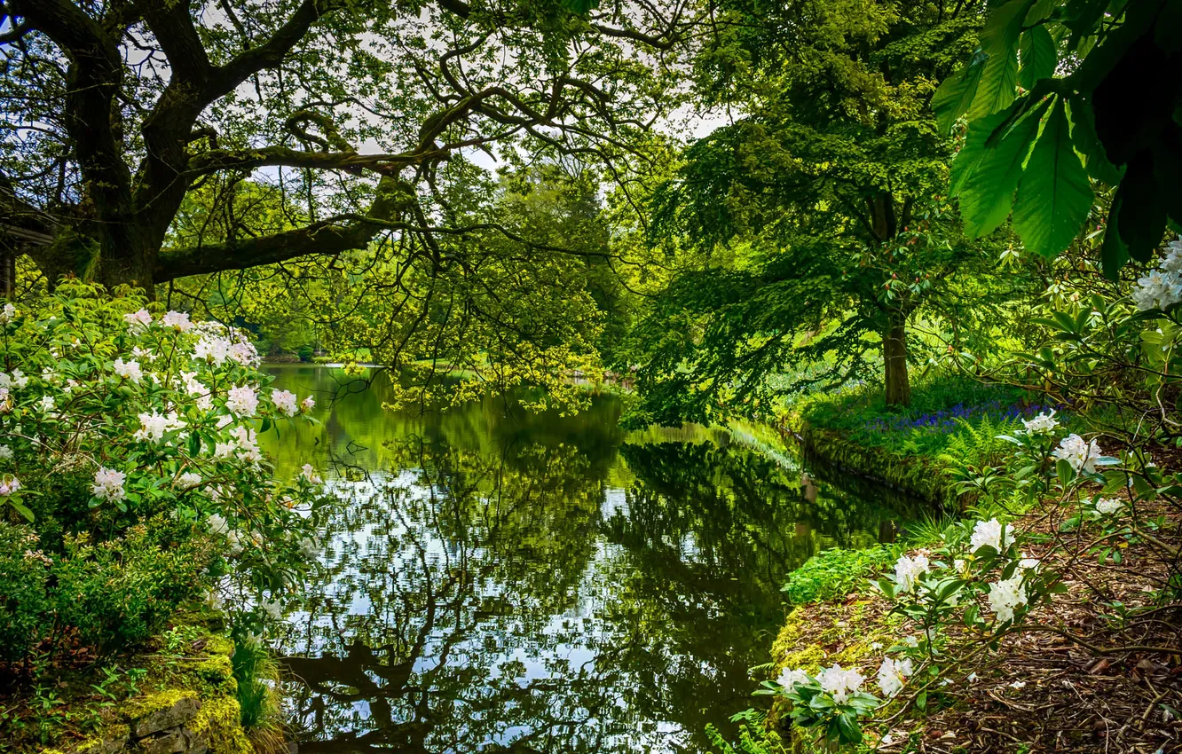 Фото обои зелень, деревья, ветки, пруд, парк, весна, кусты, цветущие