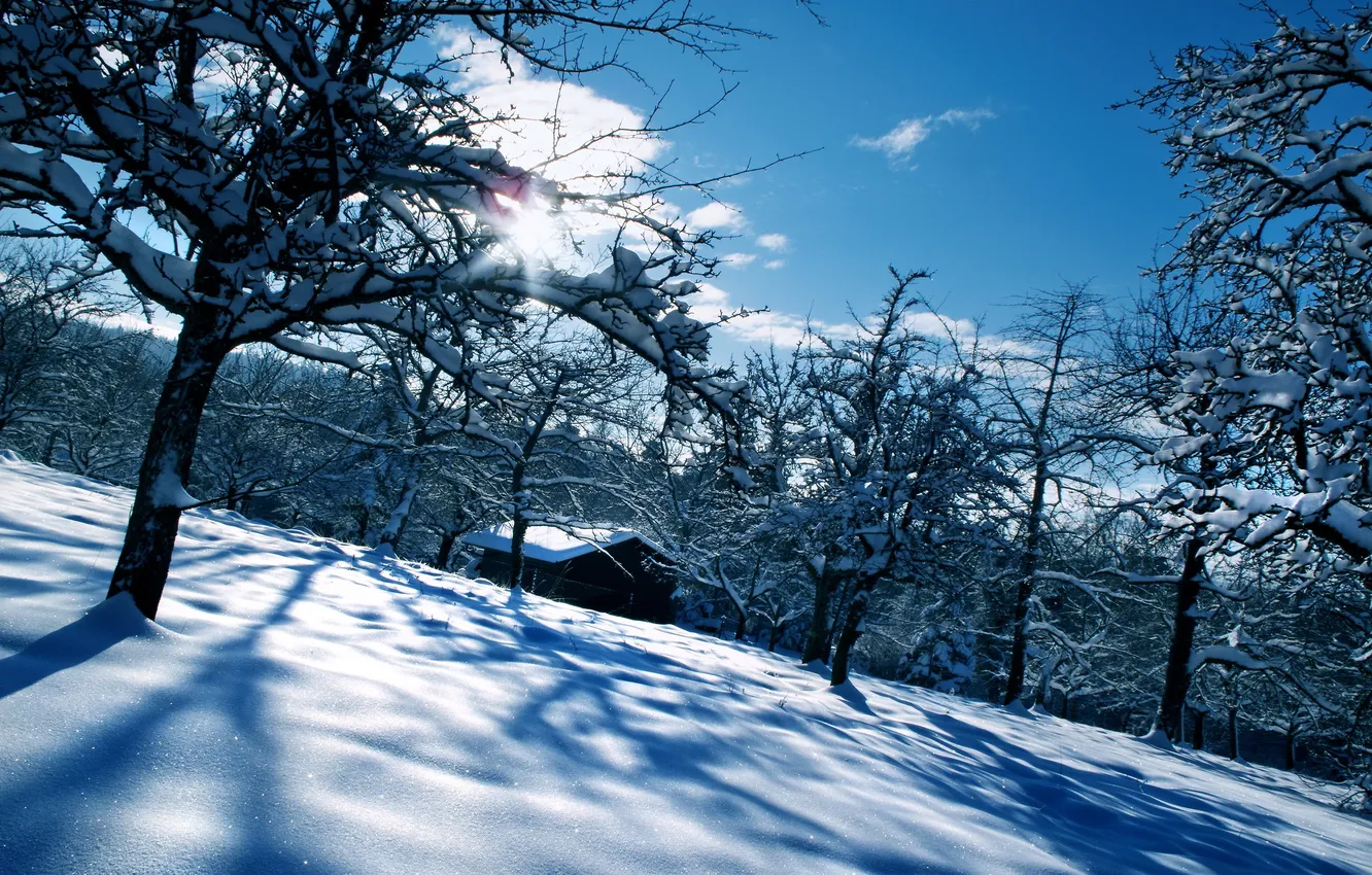 Фото обои зима, деревья, пейзаж, природа, дом