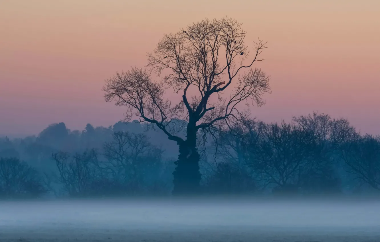 Фото обои туман, дерево, Англия, Суррей