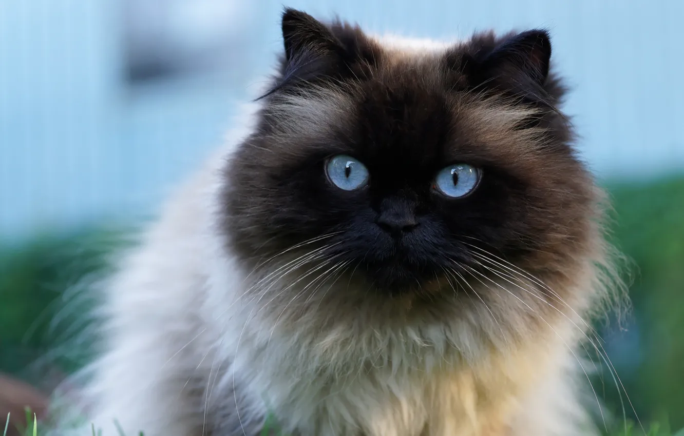 Фото обои кошка, кот, крупный план, портрет, мордочка, красавица, голубые глаза, большие