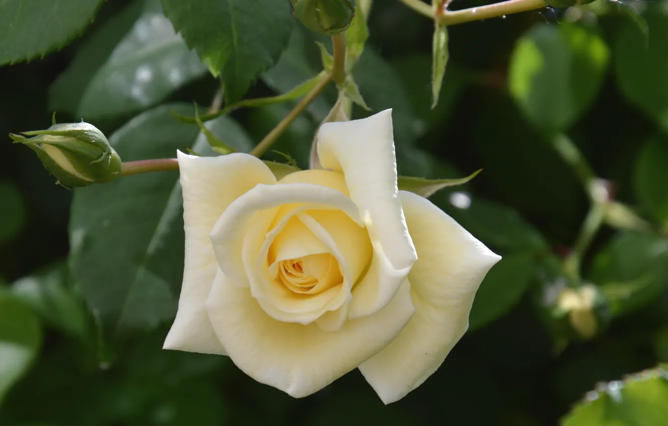 Фото обои роза, лепестки, бледная